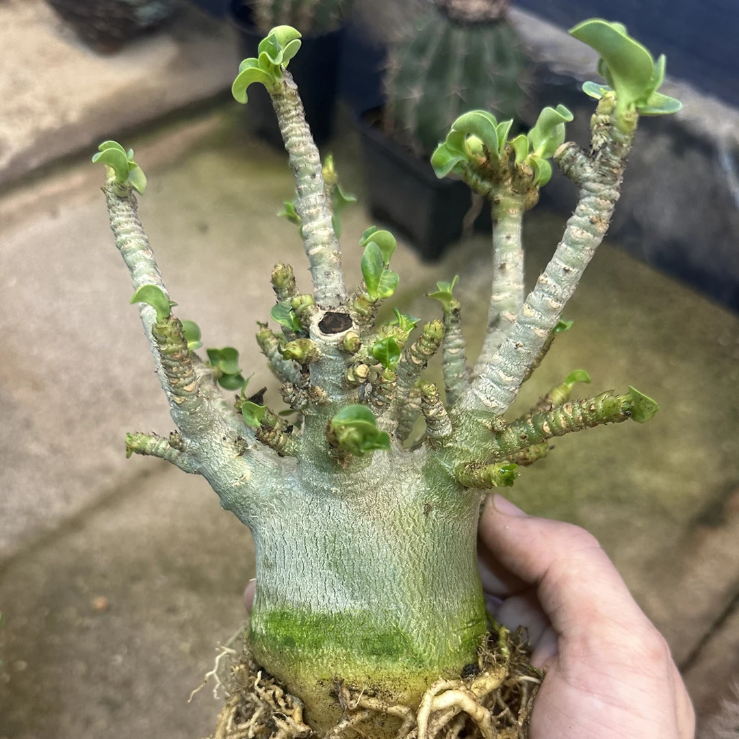 仙人球直播综合链接哥斯拉沙漠玫瑰