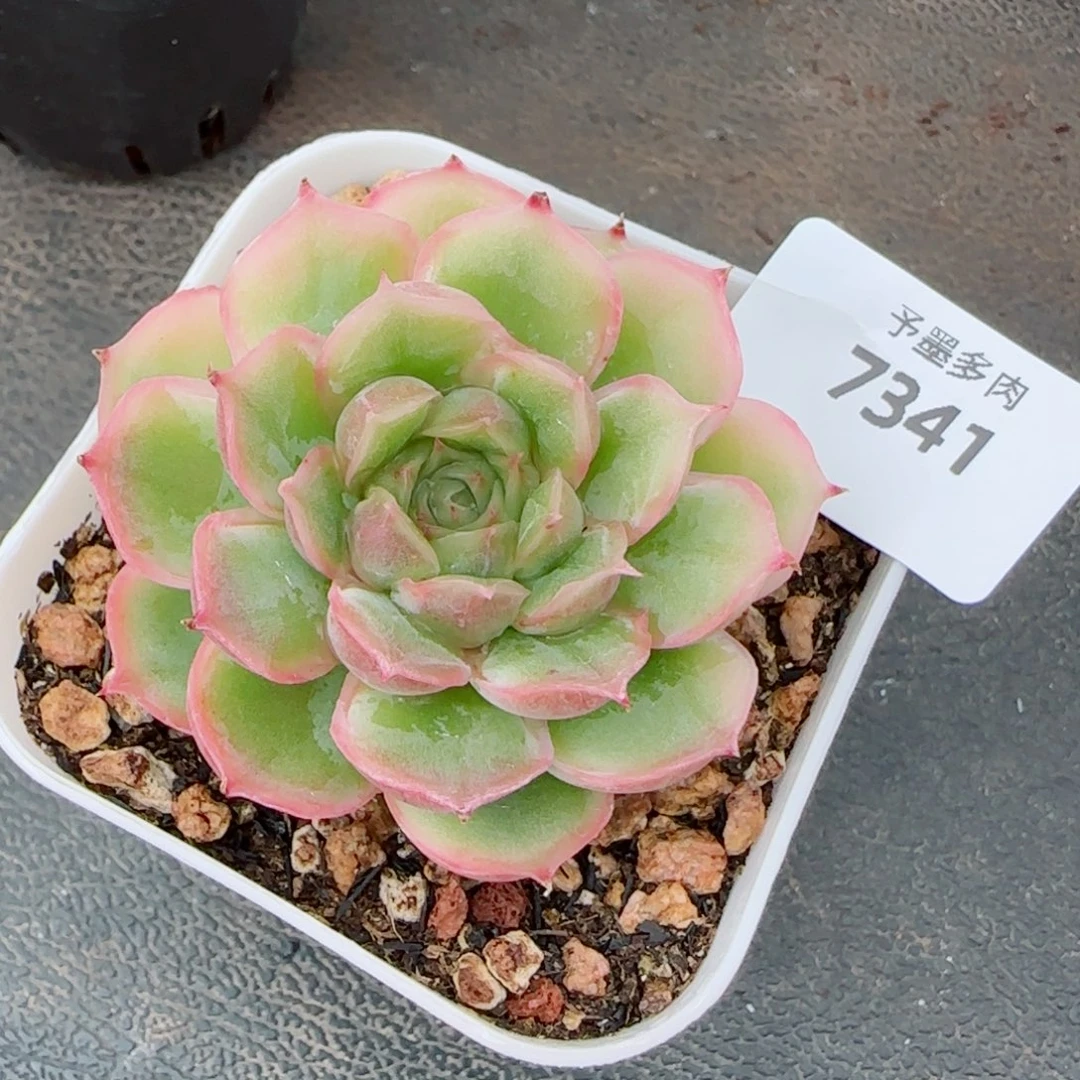 虾饺，7341多肉植物