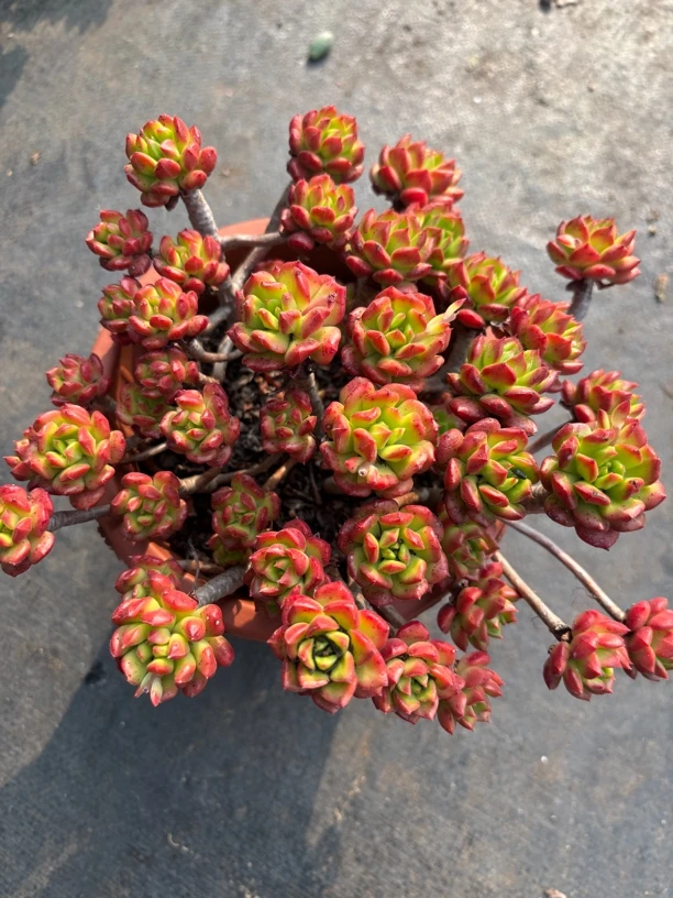 红灯笼 多肉植物新手好养（满9.9包邮）