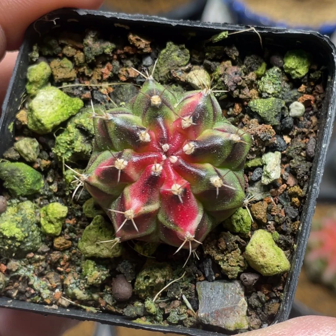 当前无花朵，栽培后可花朵上海