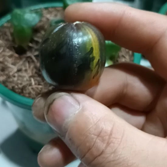 暖***”无花朵君子兰小苗君子兰小苗君子兰小苗君