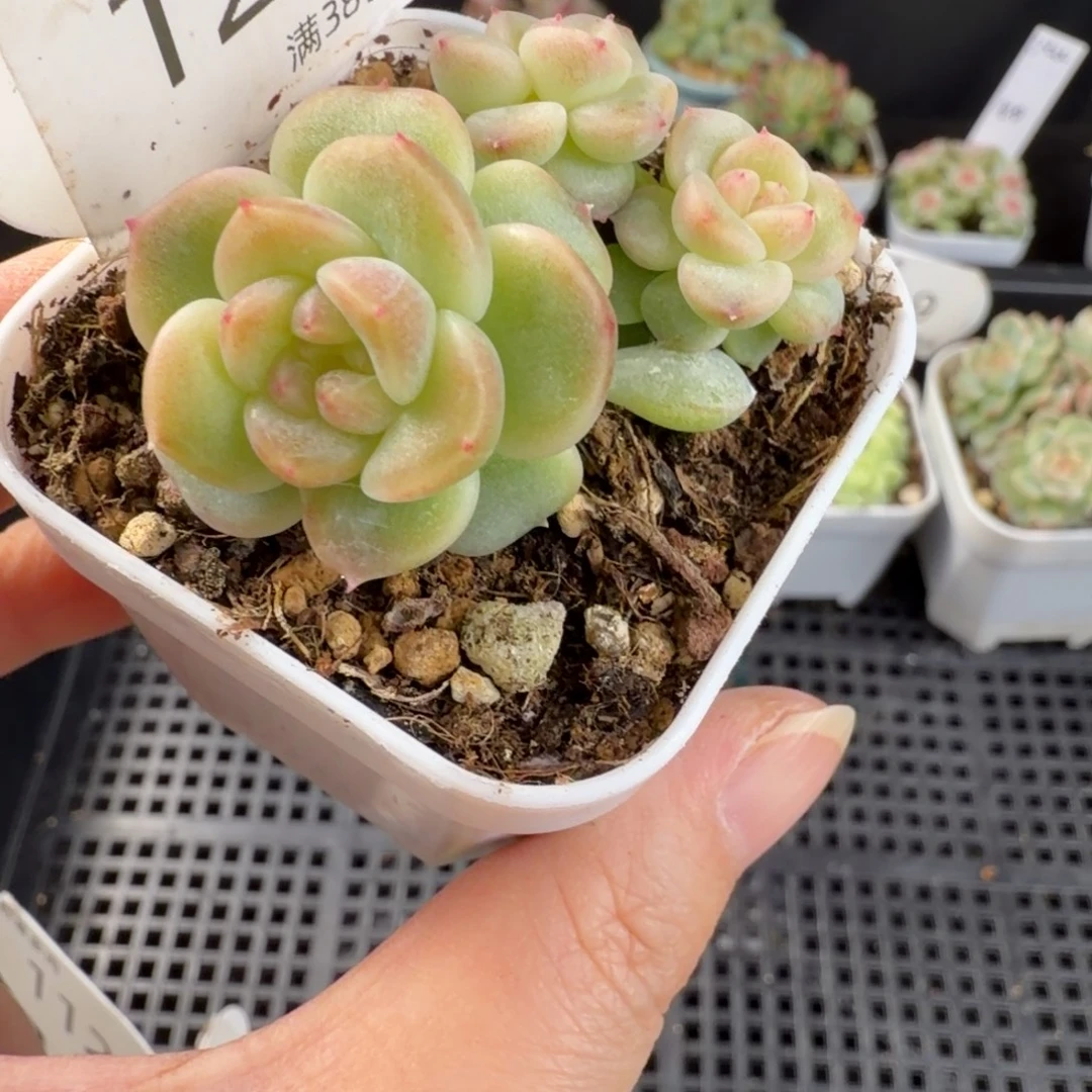 珍妮四头群一颗121号