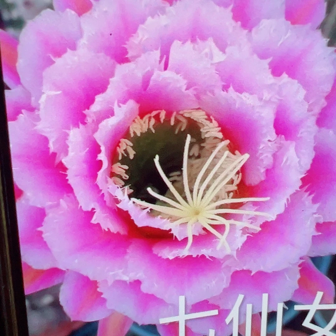 毛花柱 七仙女 側芽 滿20包郵