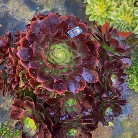 赤焰莲多肉植物一物一拍61多肉