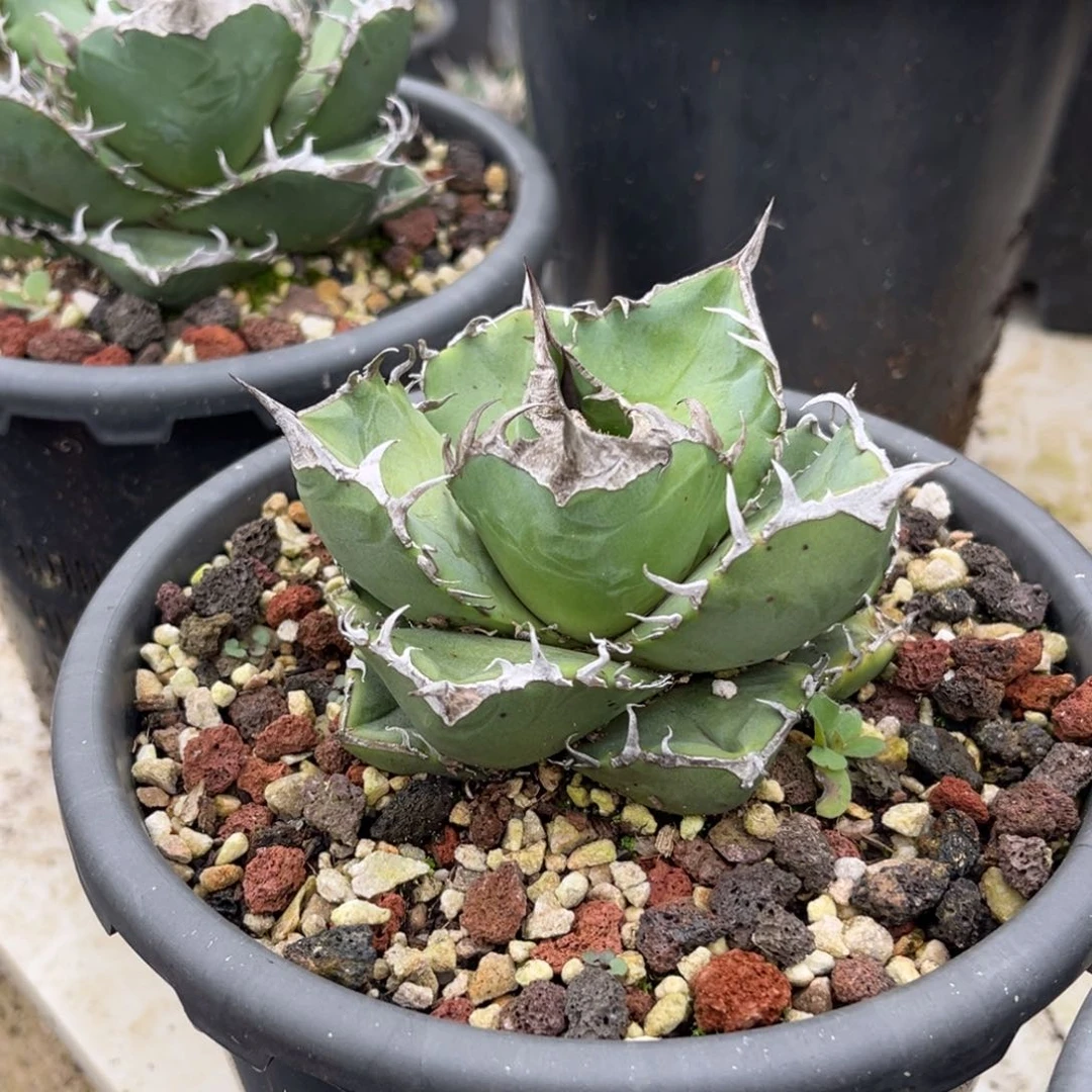 龙舌兰仁王冠立可白