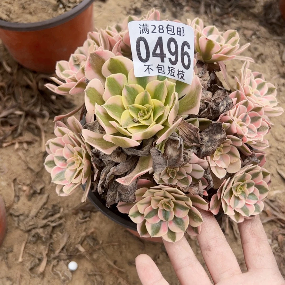 粉女巫多肉植物法师0496