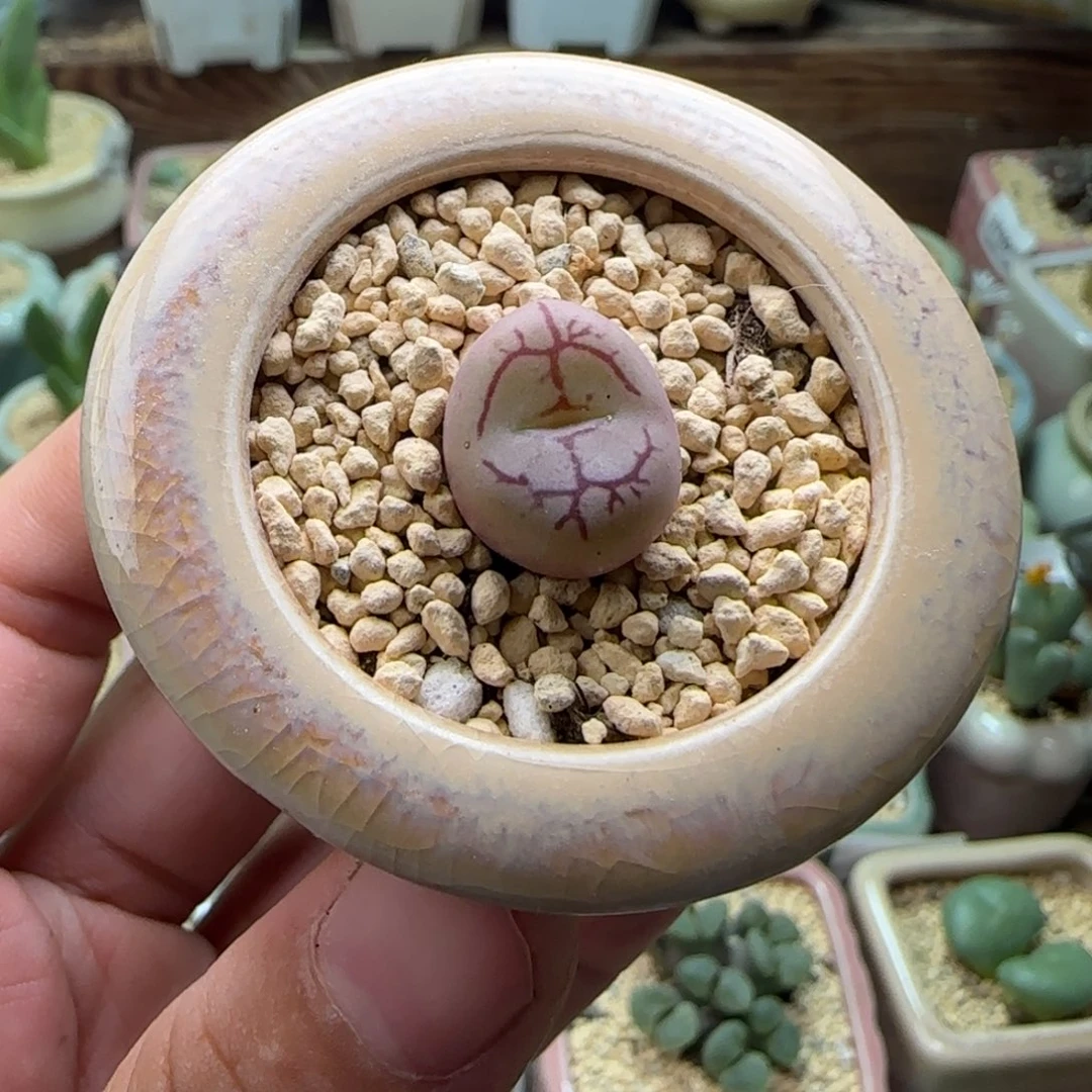 4839--一物一拍 带盆 水蜜桃杂墨