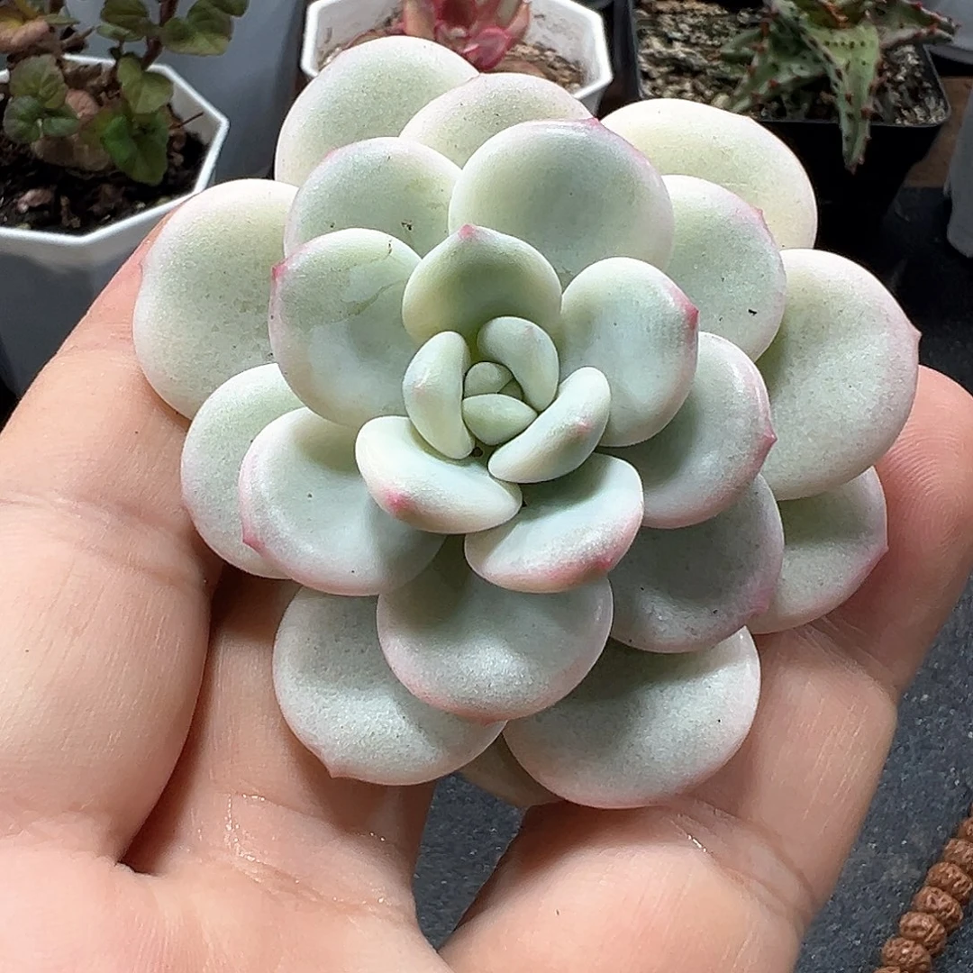 老香水锦头盖 小方花圃一物一拍
