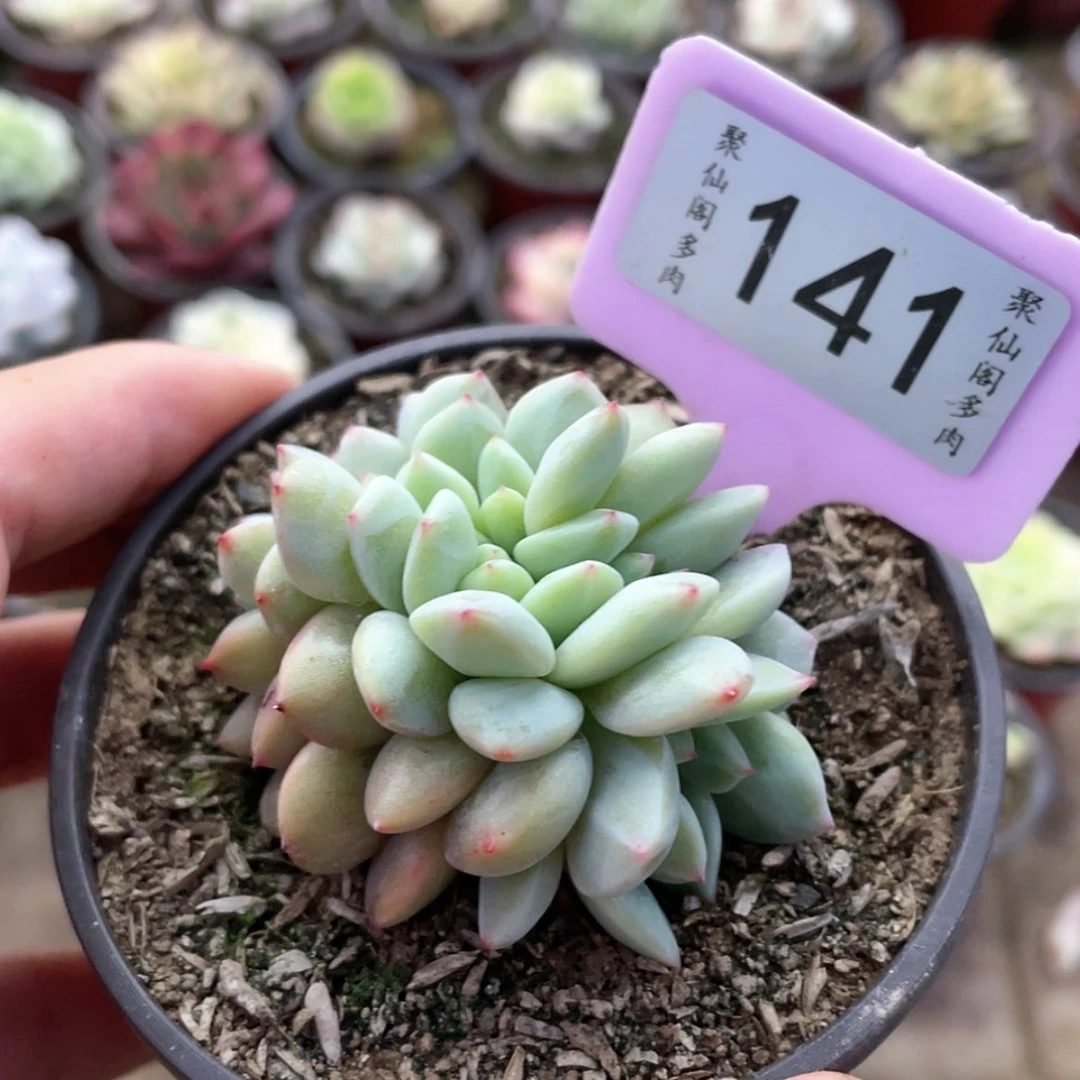【闪购商品】青****?141号