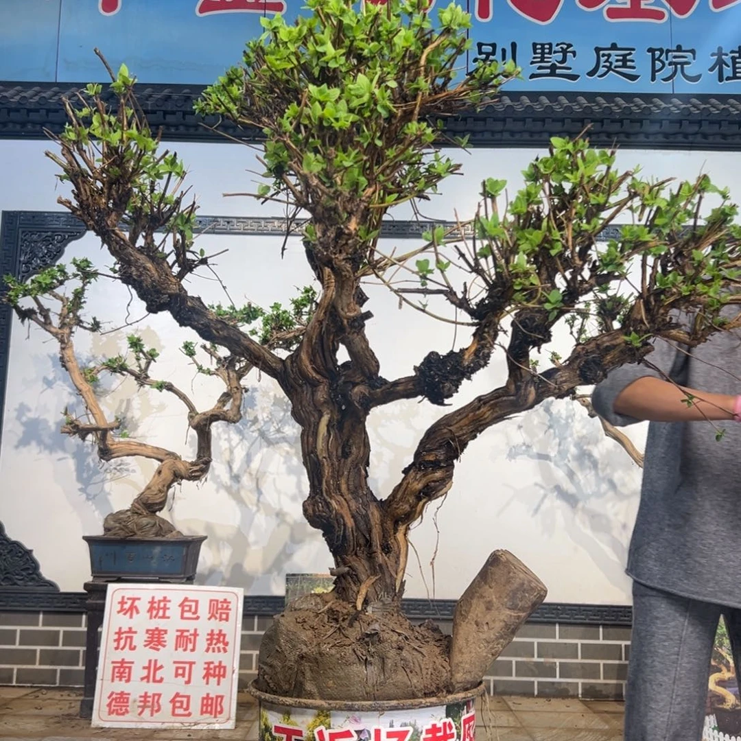 完全开放金银花89898888888888