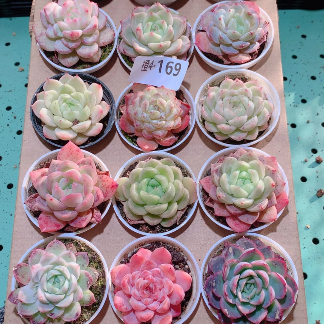 4-169一物一拍多肉带盆18颗