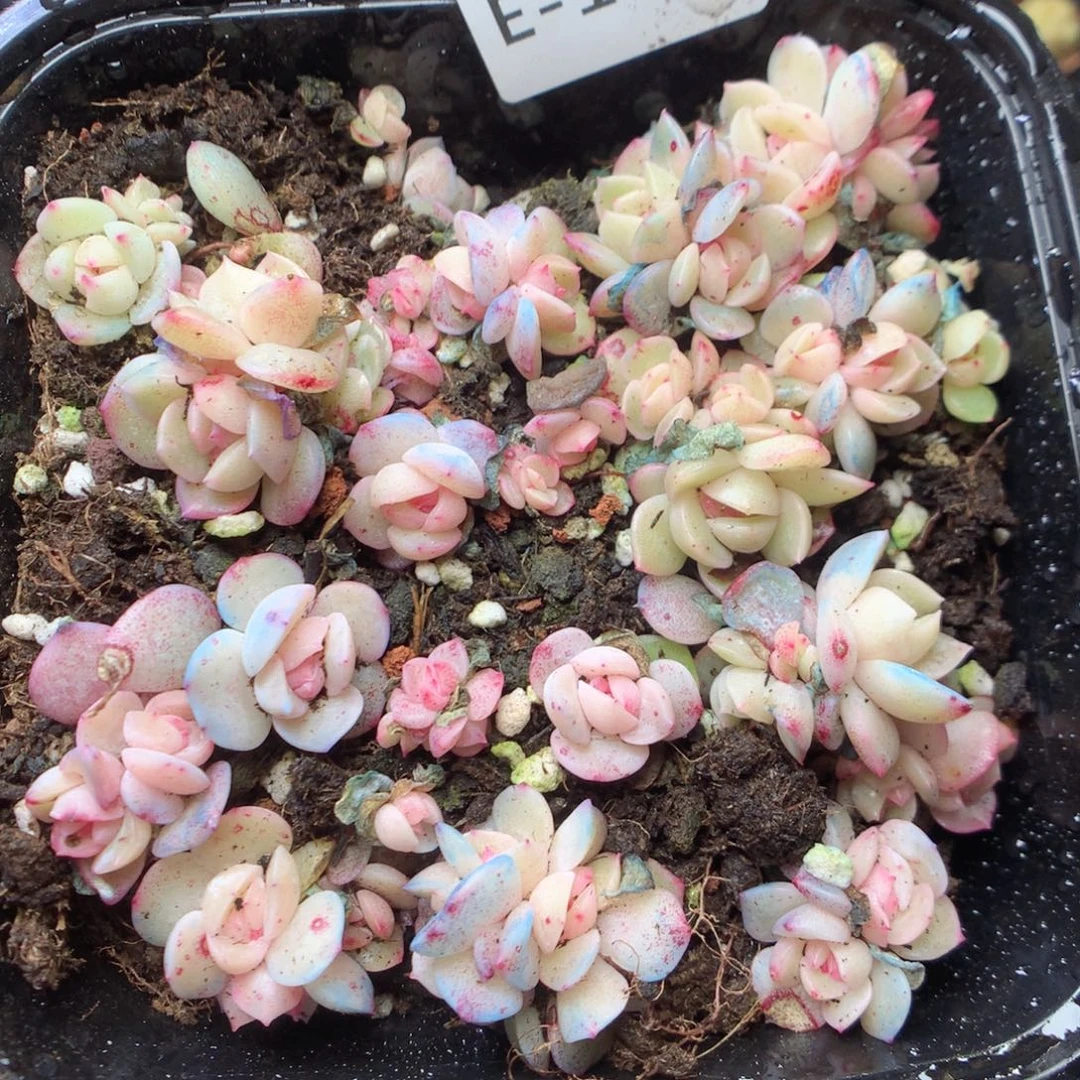 无花朵E170。干冰yyyyyyy