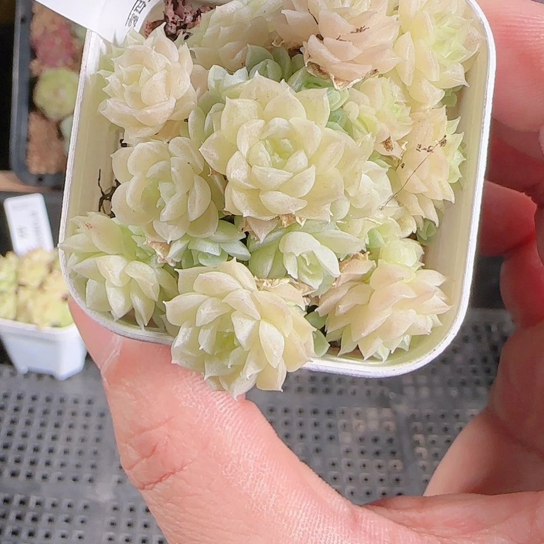1125-46群生不包整