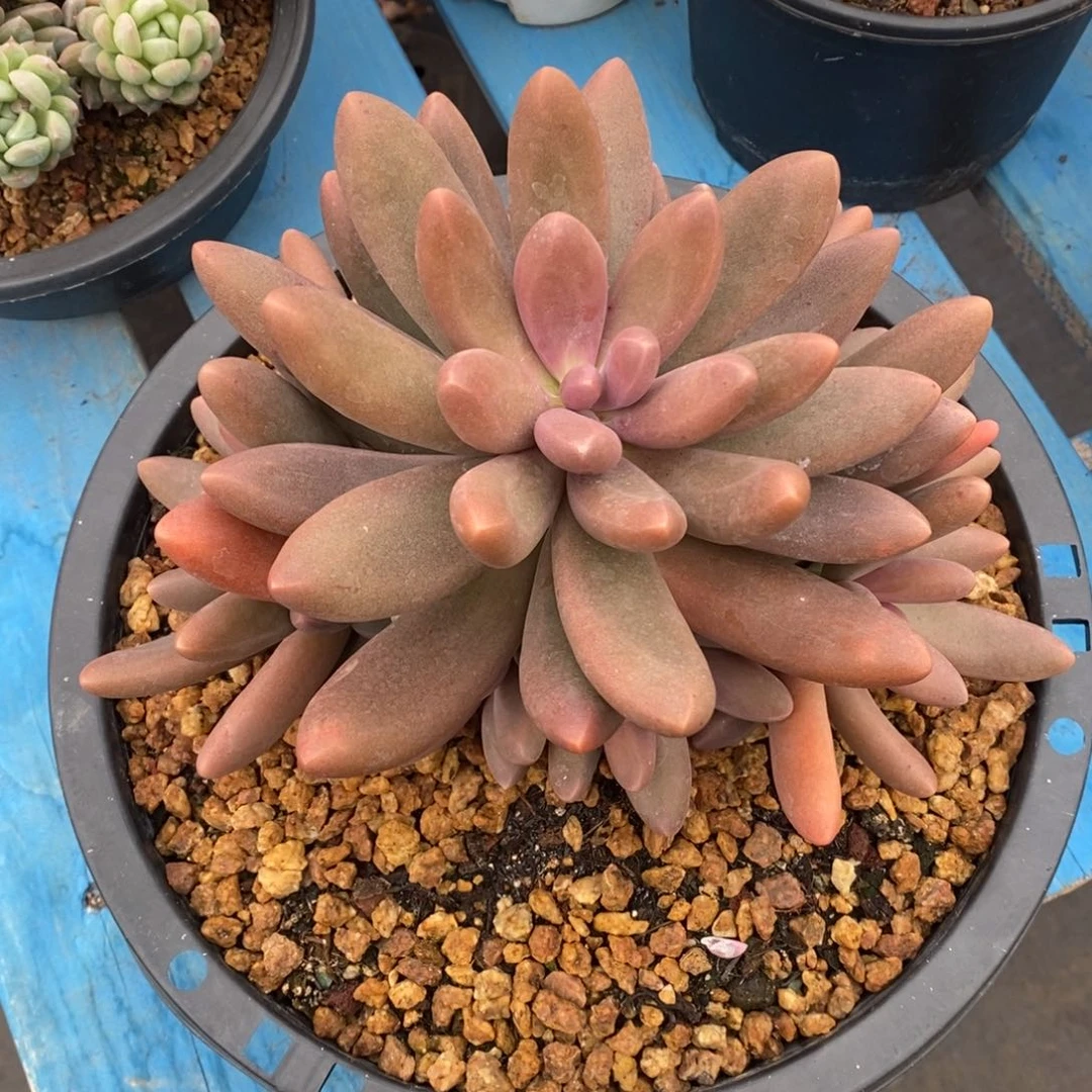 寄养多肉植物一物一拍多肉