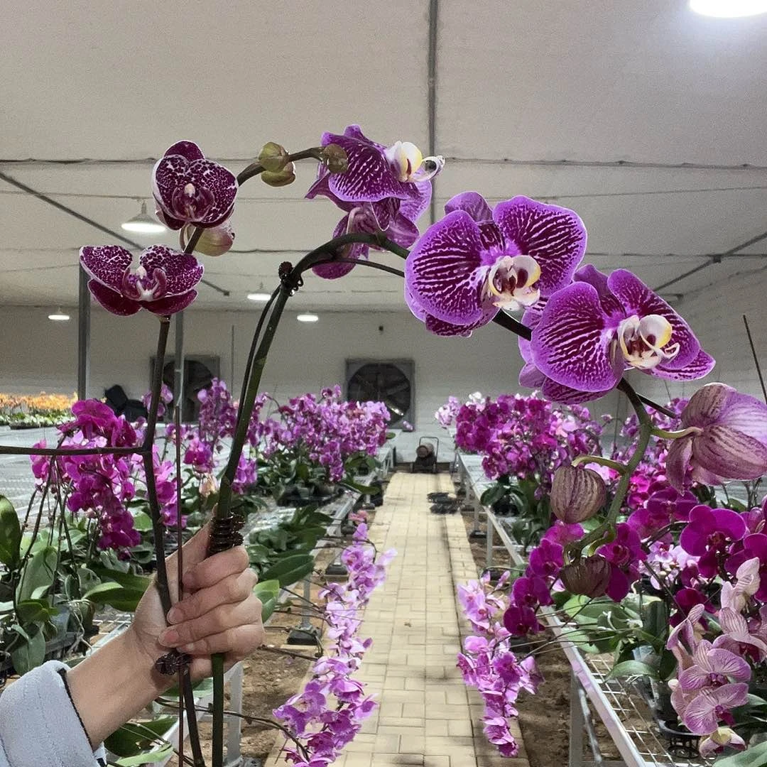 莉***飞完全开放蝴蝶兰2个 不售后