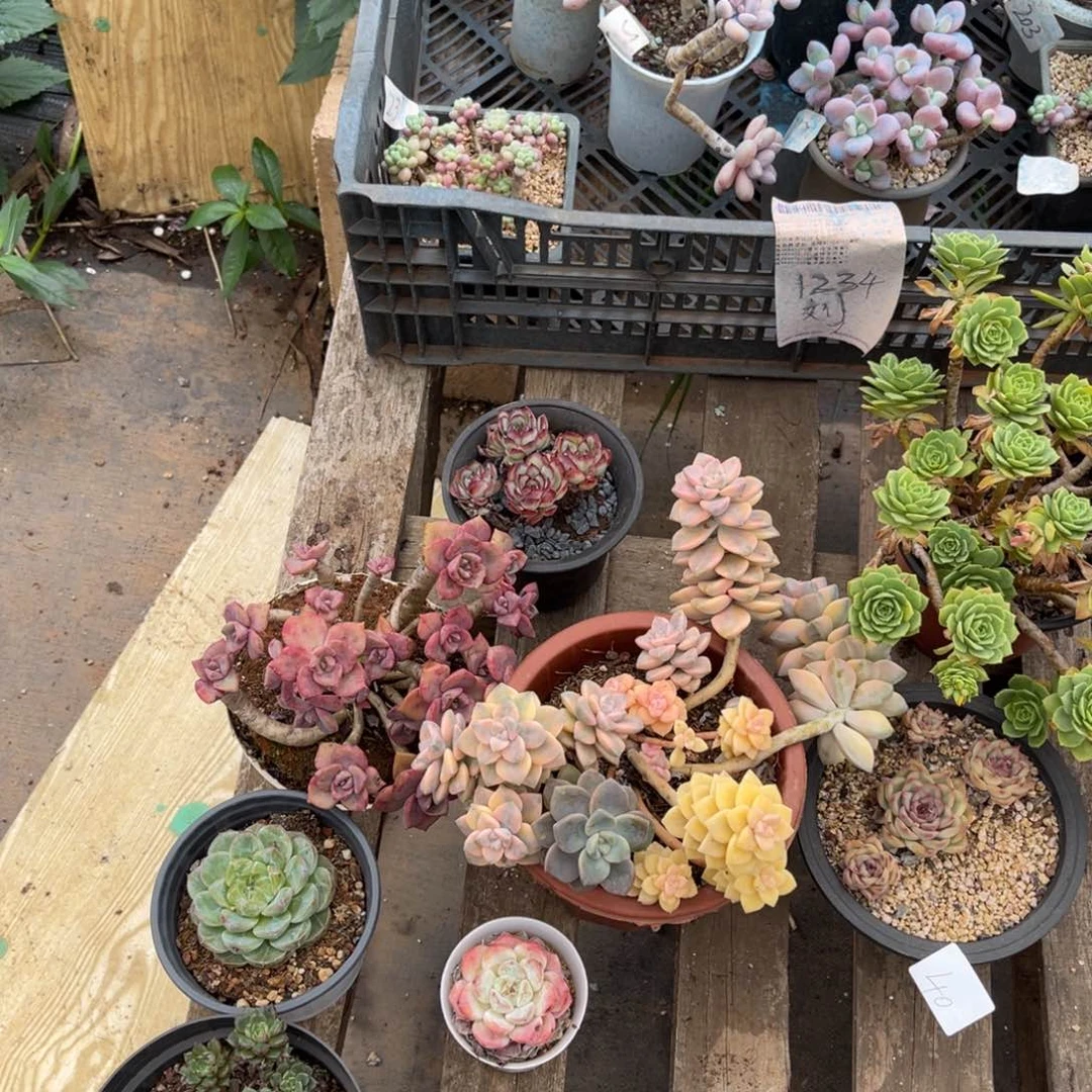 …****←0040组合三颗植物