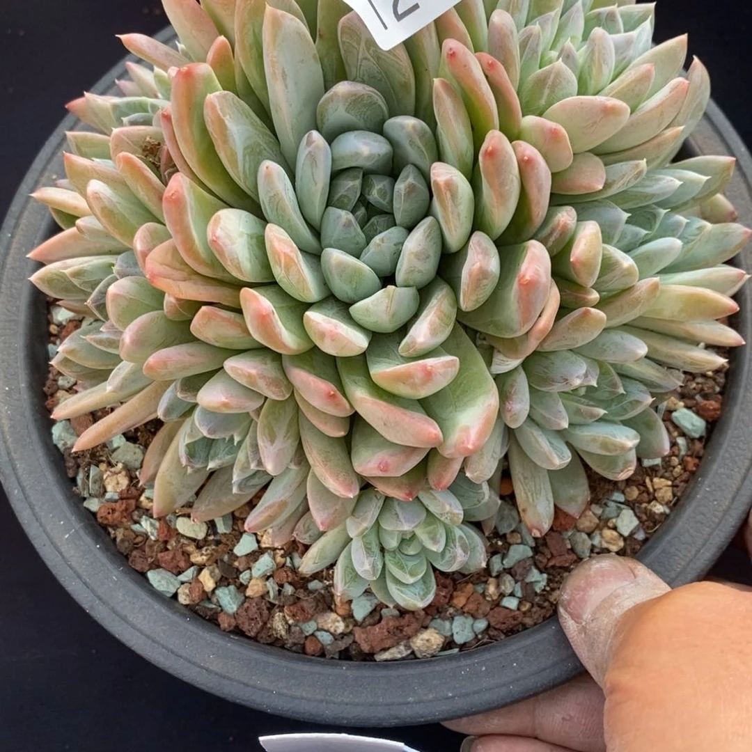 两单包邮1218-143美人杂