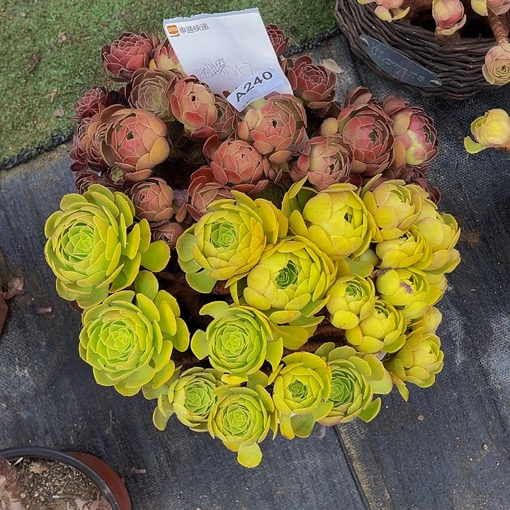 她***界1572:三个拼盆老桩