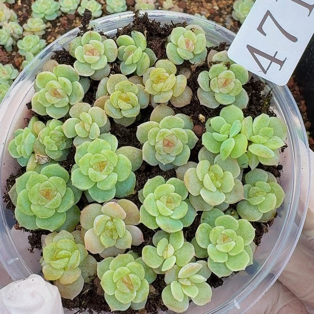 多肉植物多肉植物471