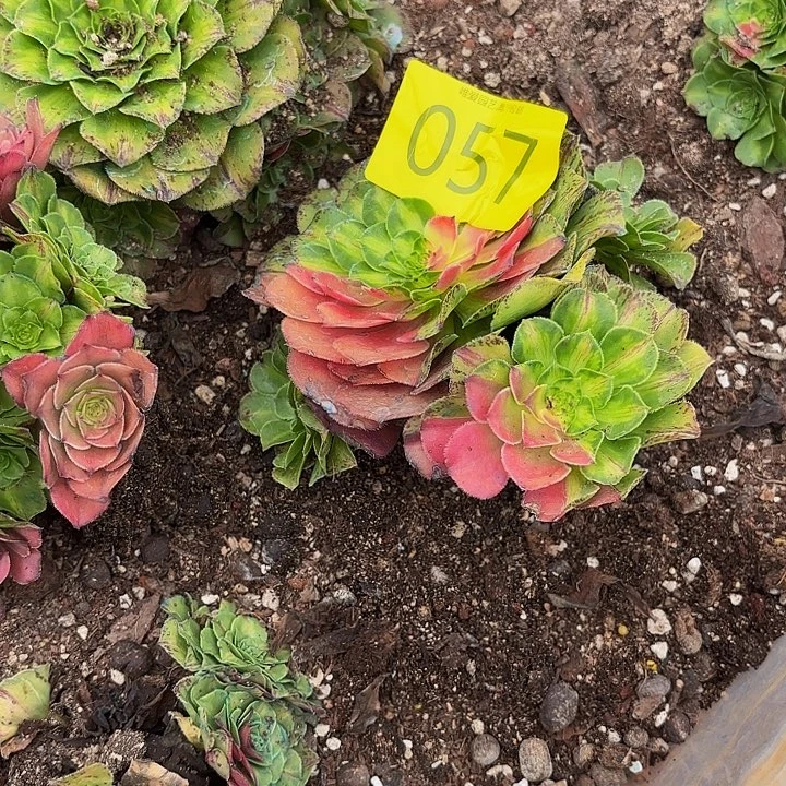多肉植物福利057个