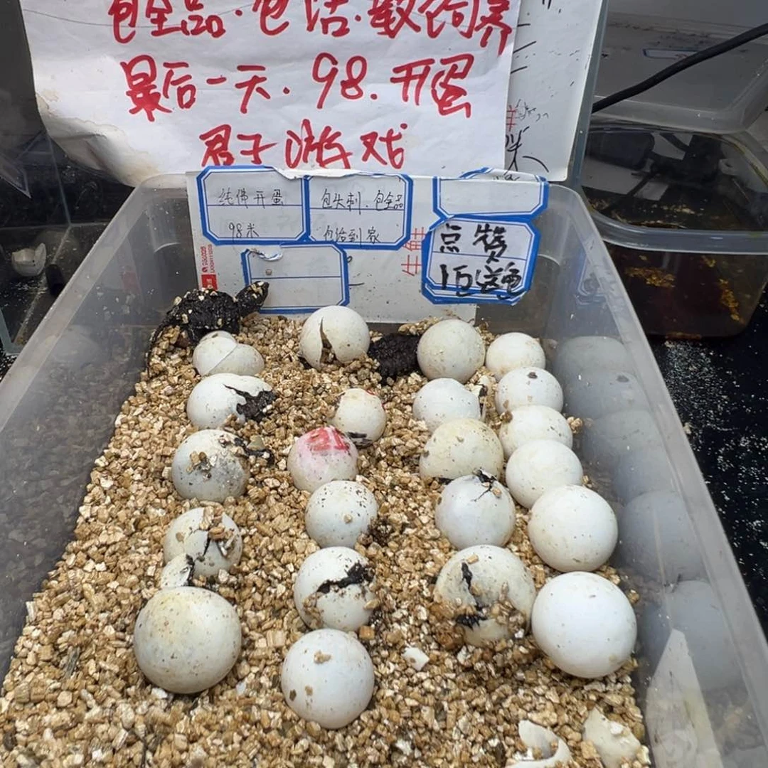母小鳄龟不退不换