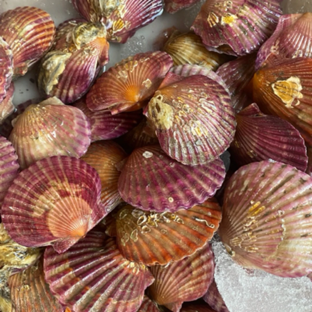 鲜活扇贝2斤，个大肉多！