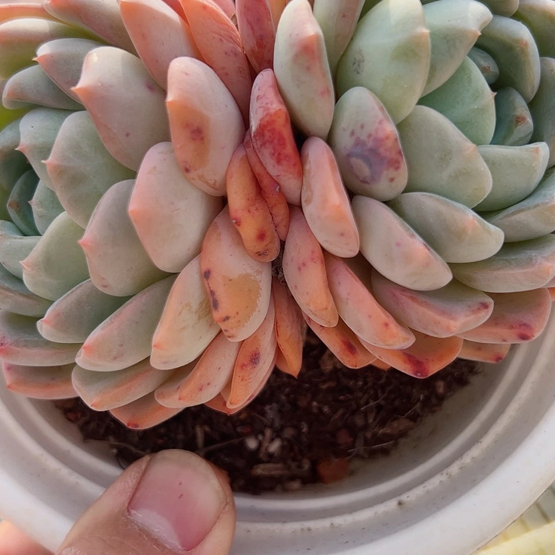 雪媚娘双头起发一盆