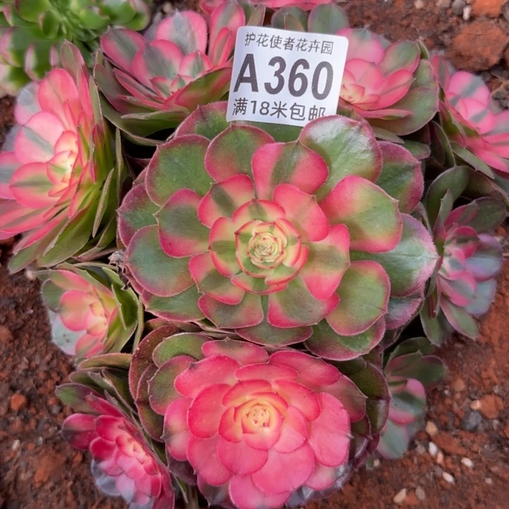 多肉法师荔枝捧花