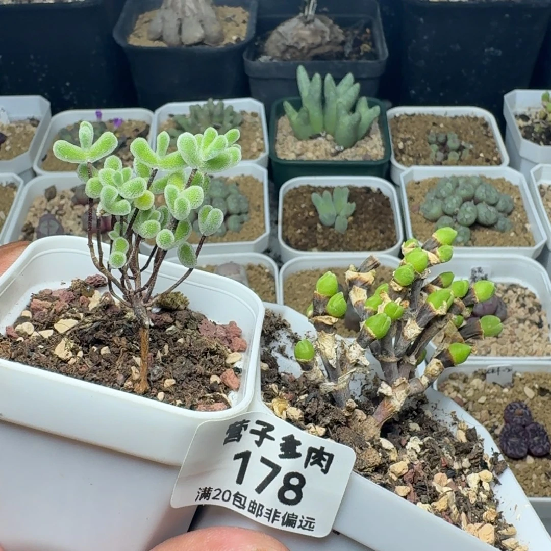 带盆土