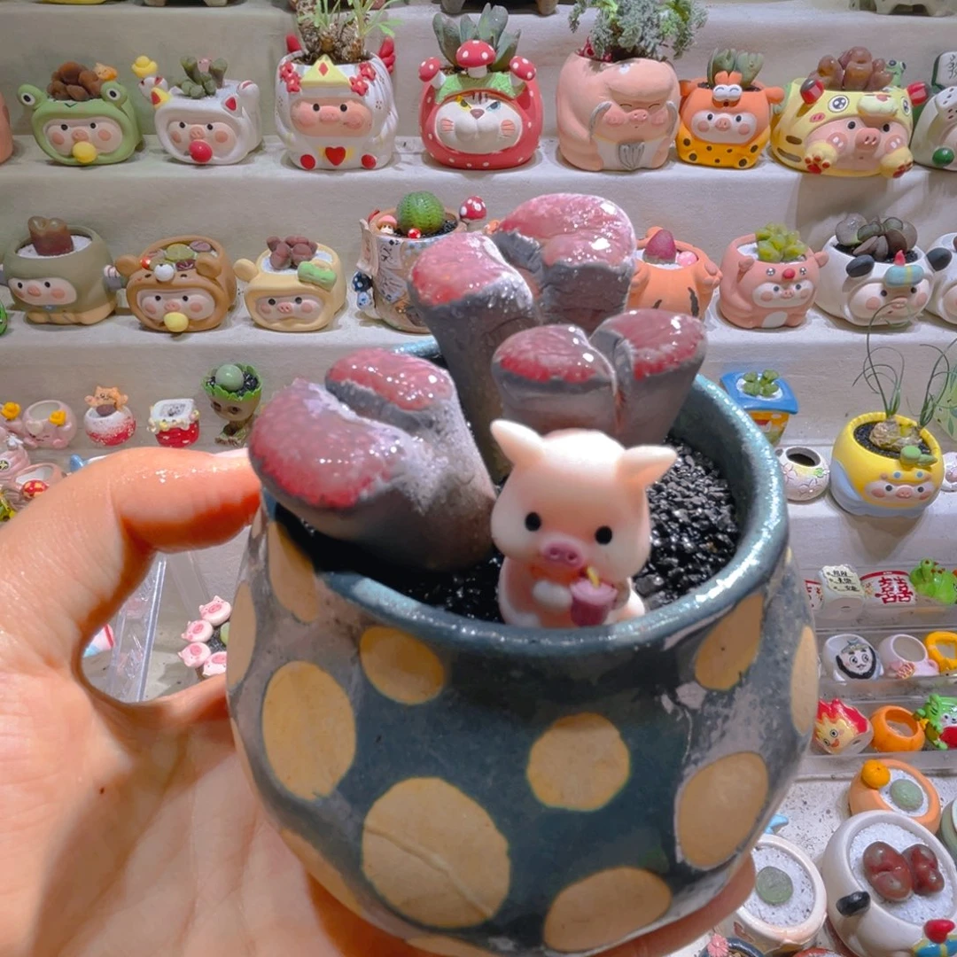 028高端多肉带盆土一套88