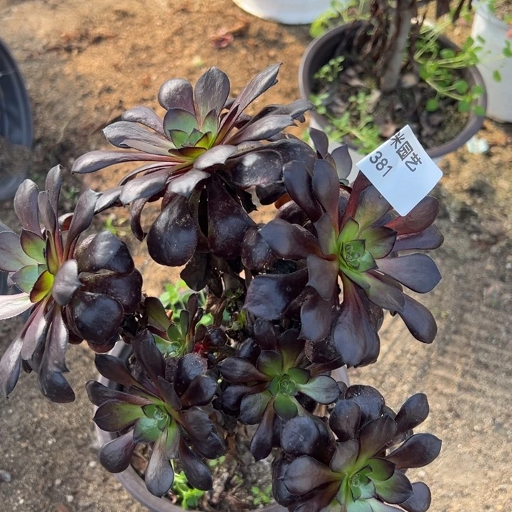 黑珍珠多肉植物381