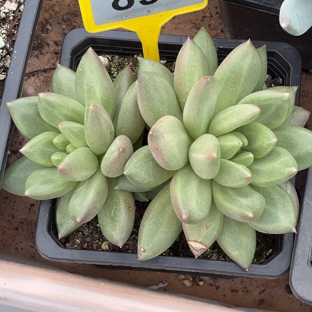 多肉植物米其林群891