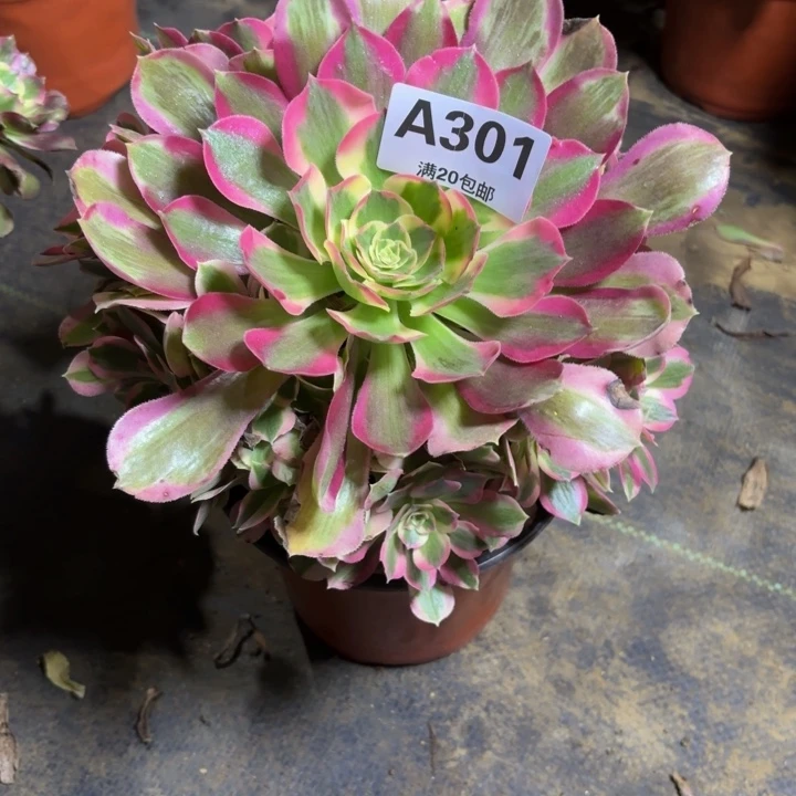 瑞妈，。。。。。。301。夜罗刹，