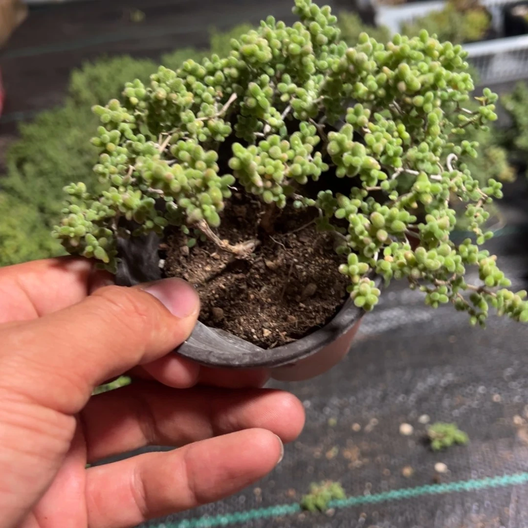 蜜橘糖球乱七八糟老桩福利