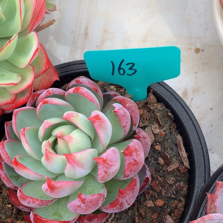 多日子黑五63737373737