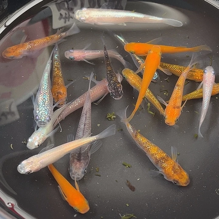 青鳉鱼随机鱼20条33号