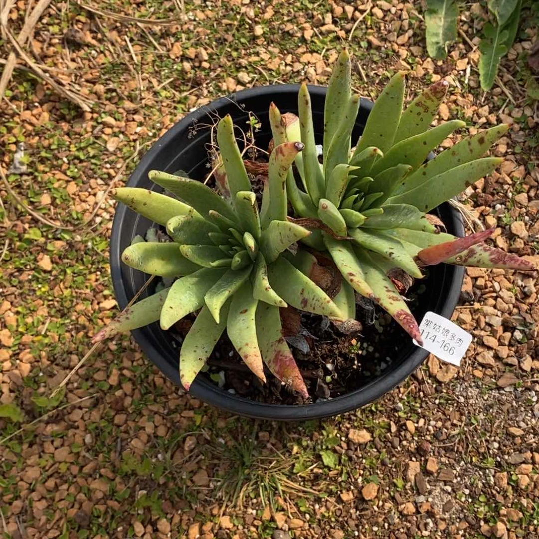 166号坎代群粗腿子