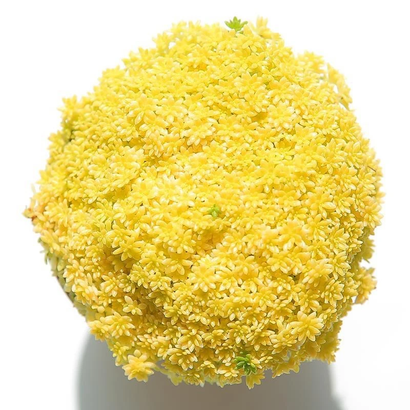 黄金万年草多肉植物盆栽肉肉新手植物办公室绿植云南高档多肉