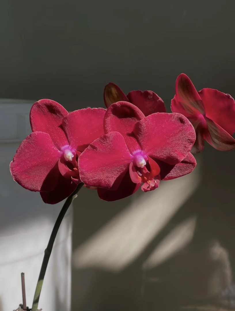 【拉菲】蝴蝶兰拉菲3.5寸双梗（双梗稀少）