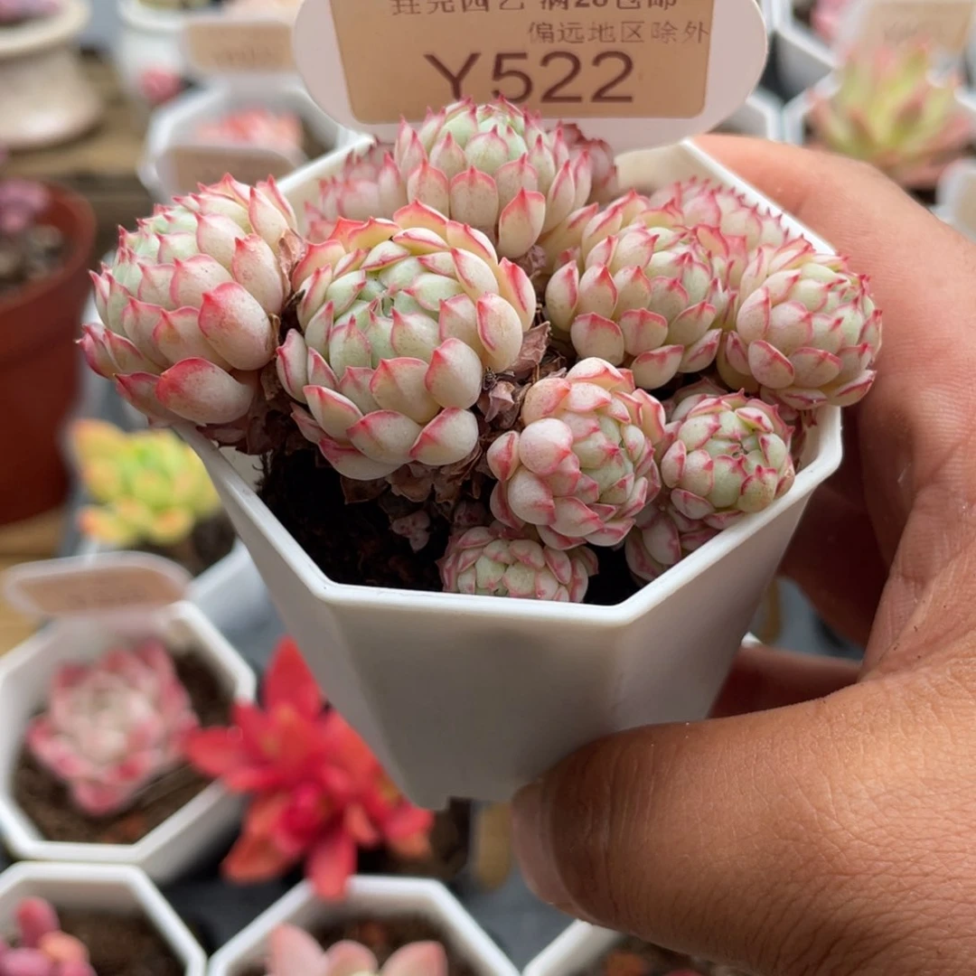 堃**困0522小红船5.0厘米