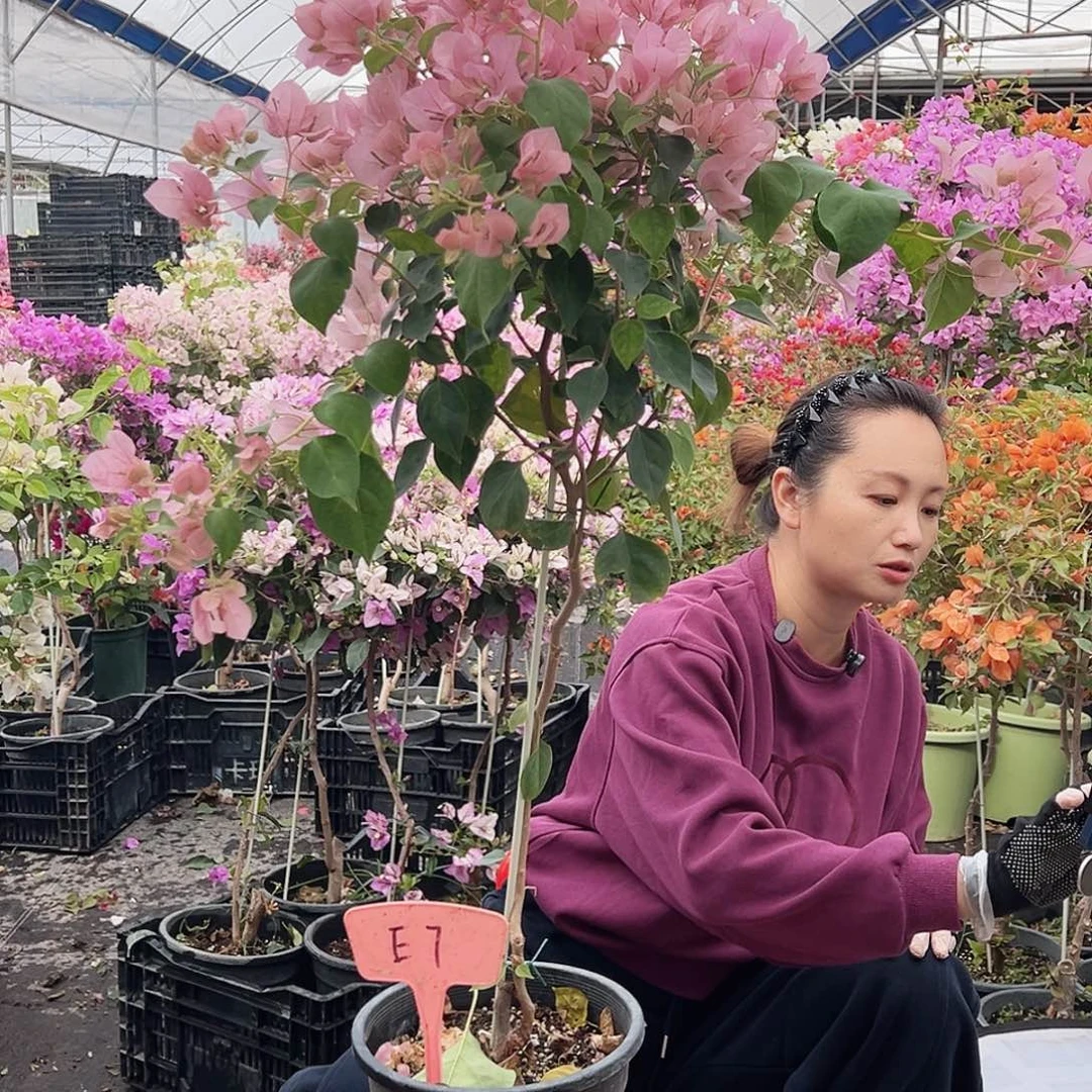 小***云大部分花苞少量开放E7暗斑丽人