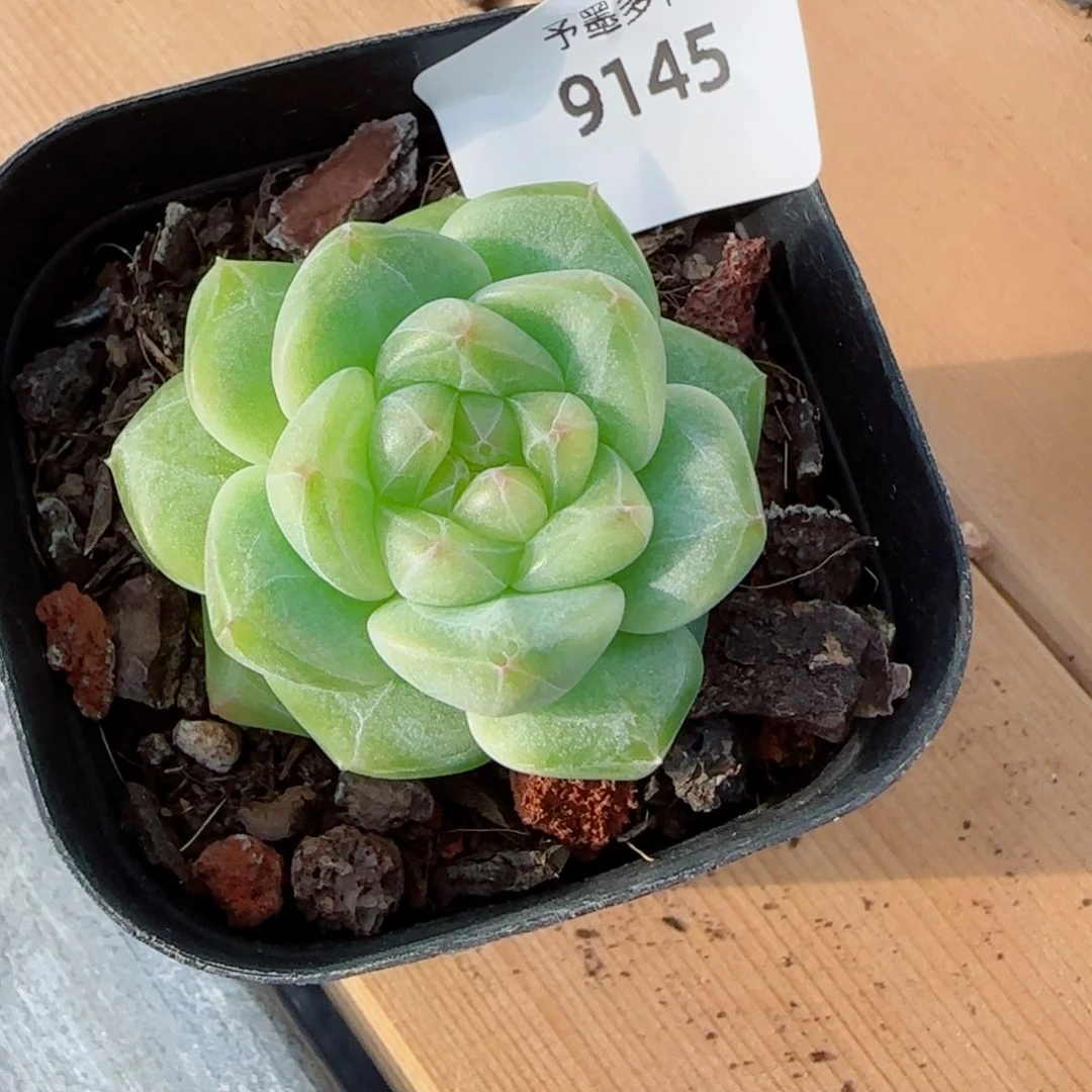 孤品福利，9145多肉植物