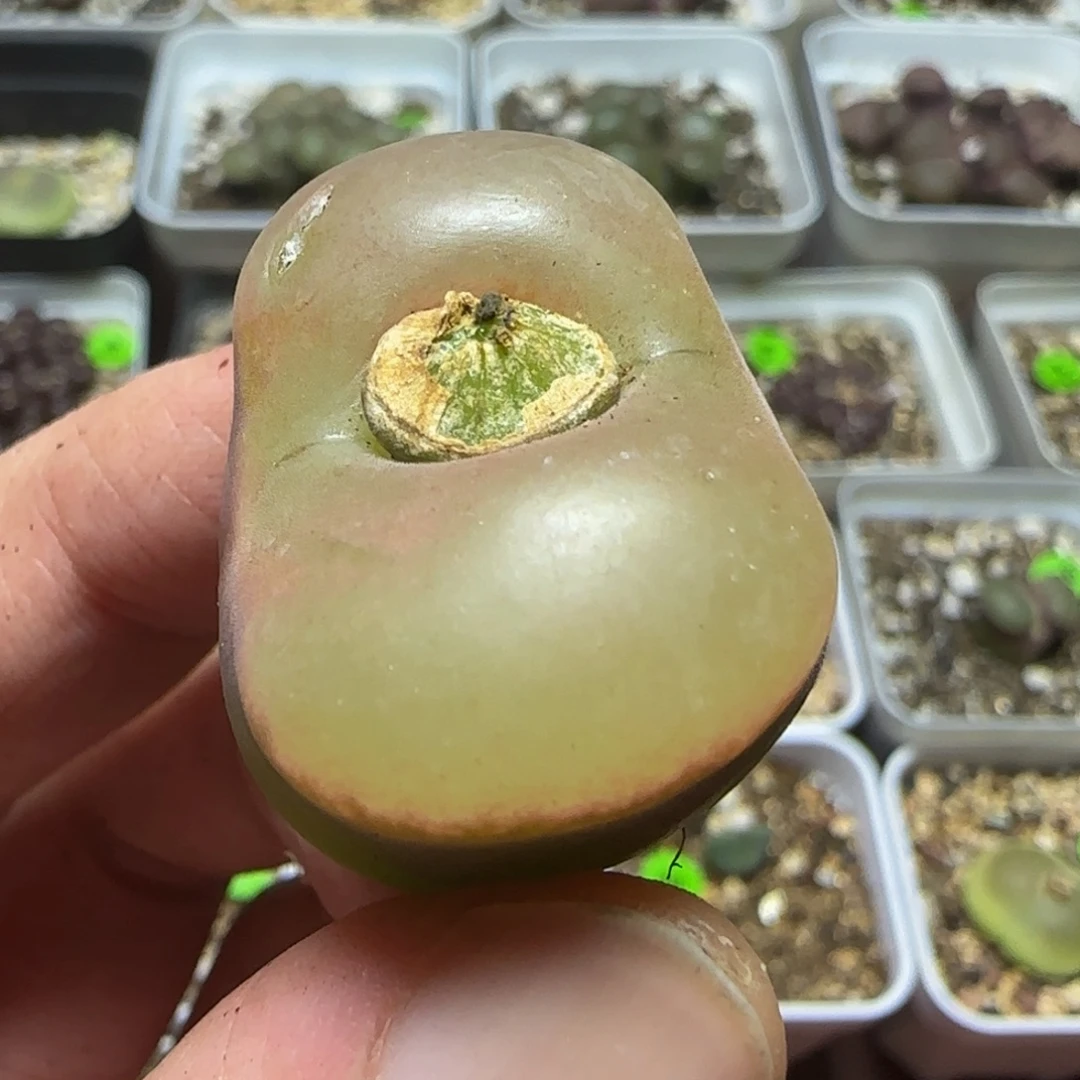 2.9瑕疵多肉植物139