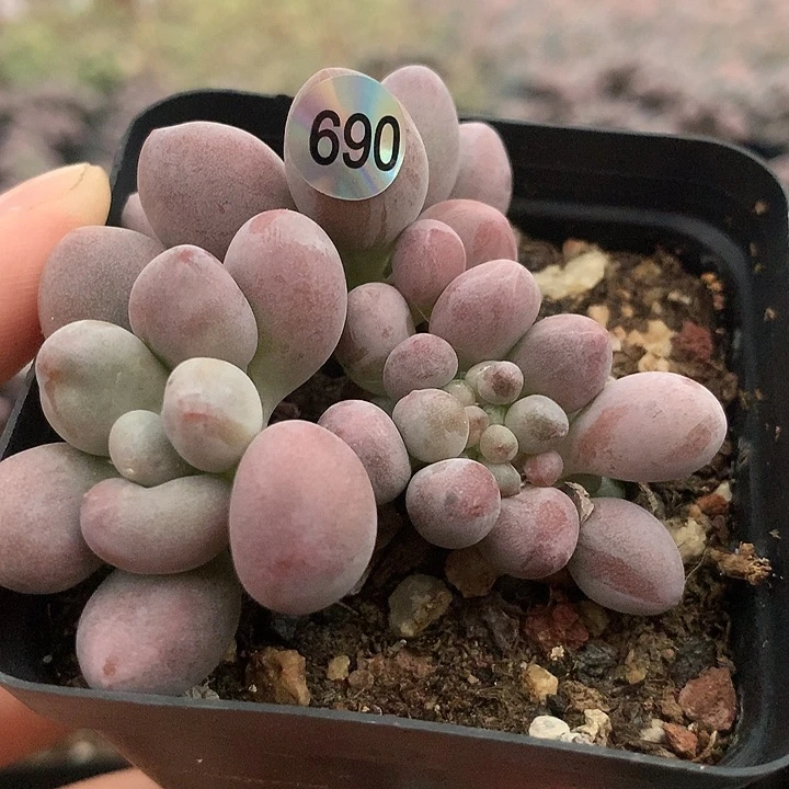 桃花奶酪多肉植物