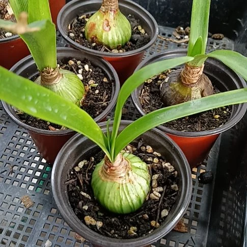 无花朵双绿3-4发一个