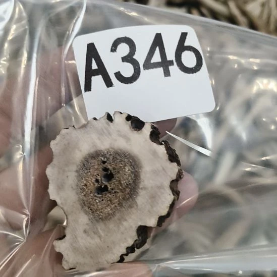 全***秀鹿角鹿角鹿角鹿角鹿