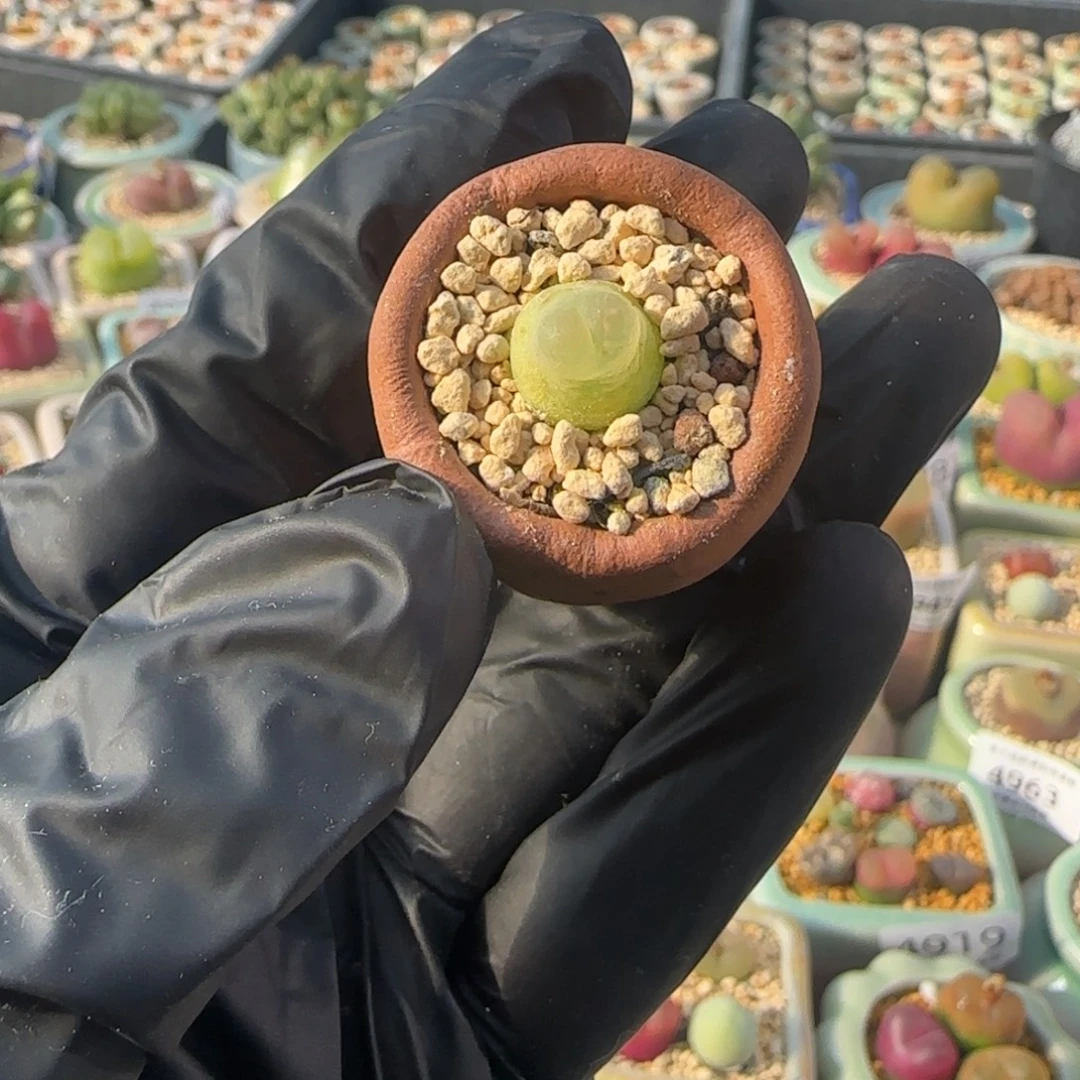 5006--一物一拍 带盆