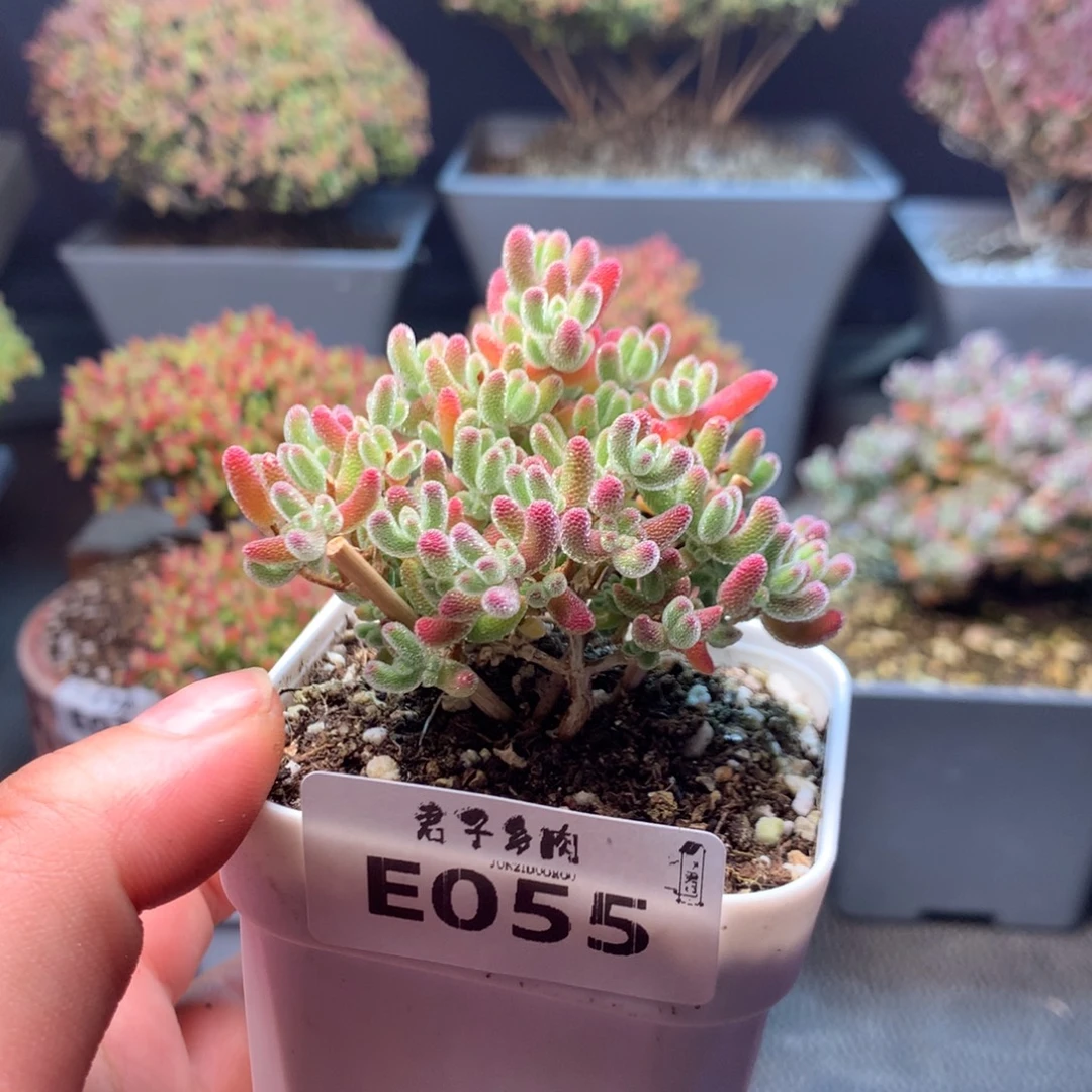 055实生冰晶开播福利