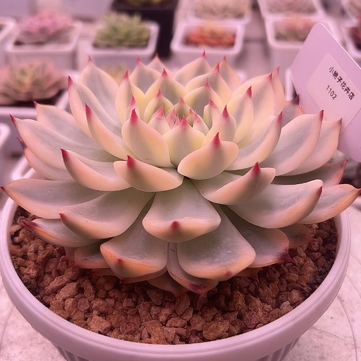 1102号宽锦吉娃娃