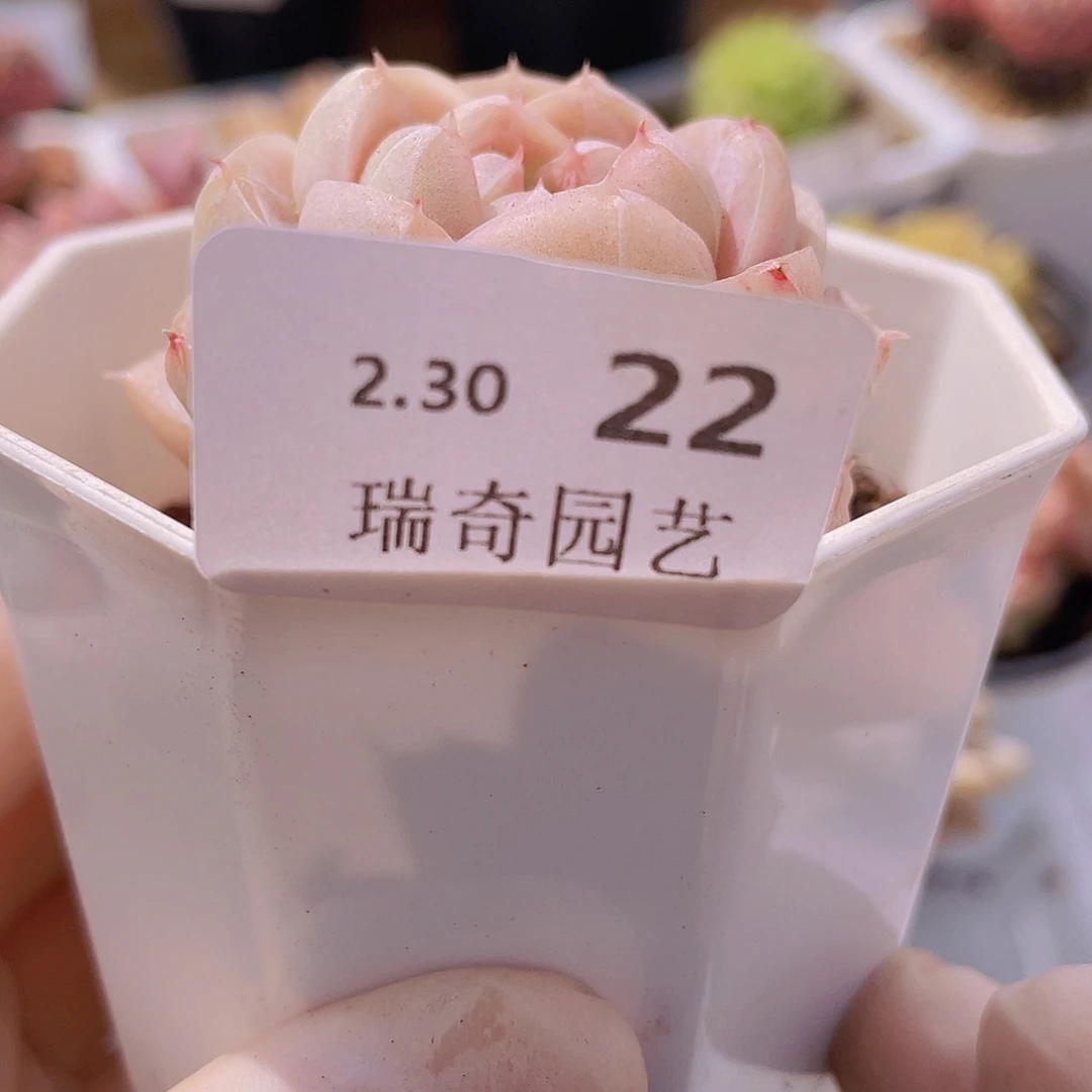 0000000000000000000022量拍